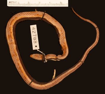 Media type: image;   Herpetology R-42788